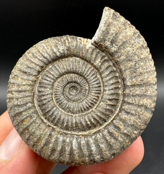 Dactylioceras Ammonite Fossil With Box And Stand - Whitby, North Yorkshire Jurassic Coast Yorkshire Fossils