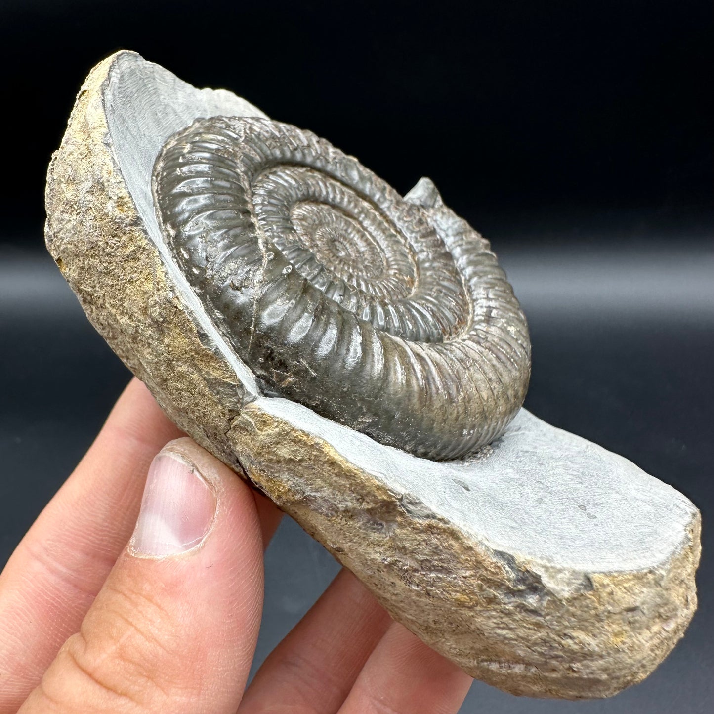 Dactylioceras Ammonite Fossil With Box And Stand - Whitby, North Yorkshire Jurassic Coast Yorkshire Fossils