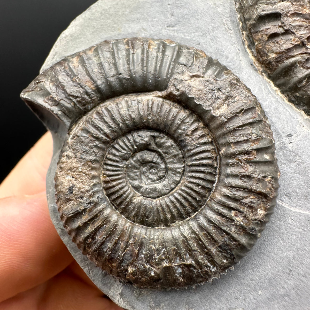 Dactylioceras Ammonite Fossil With Stand - Whitby, North Yorkshire Jurassic Coast Yorkshire Fossils