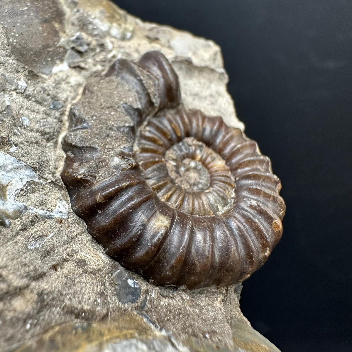 Androgynoceras capricornus Ammonite Fossil With Stand - Whitby, North Yorkshire Jurassic Coast Yorkshire Fossils