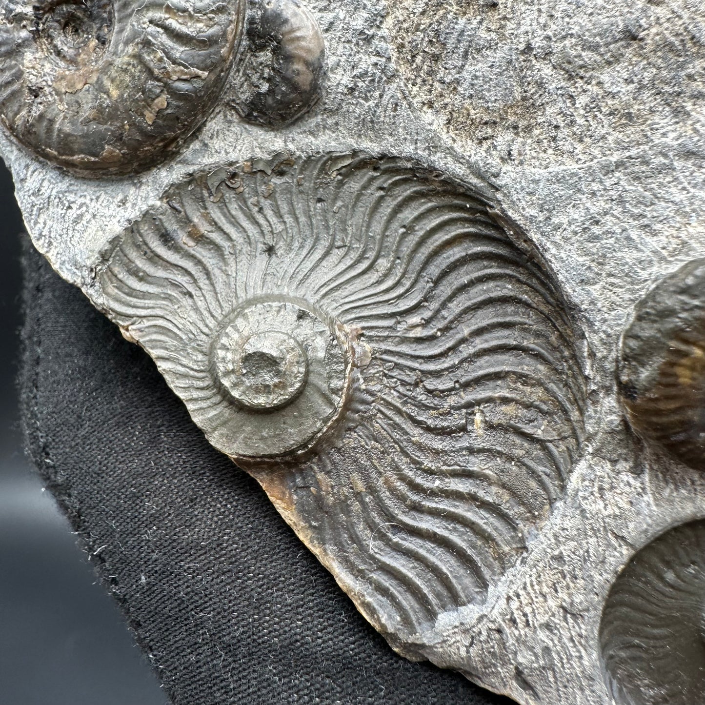 Cleviceras sp. ammonite shell fossil with stand - Whitby, North Yorkshire Jurassic Coast Yorkshire Fossils
