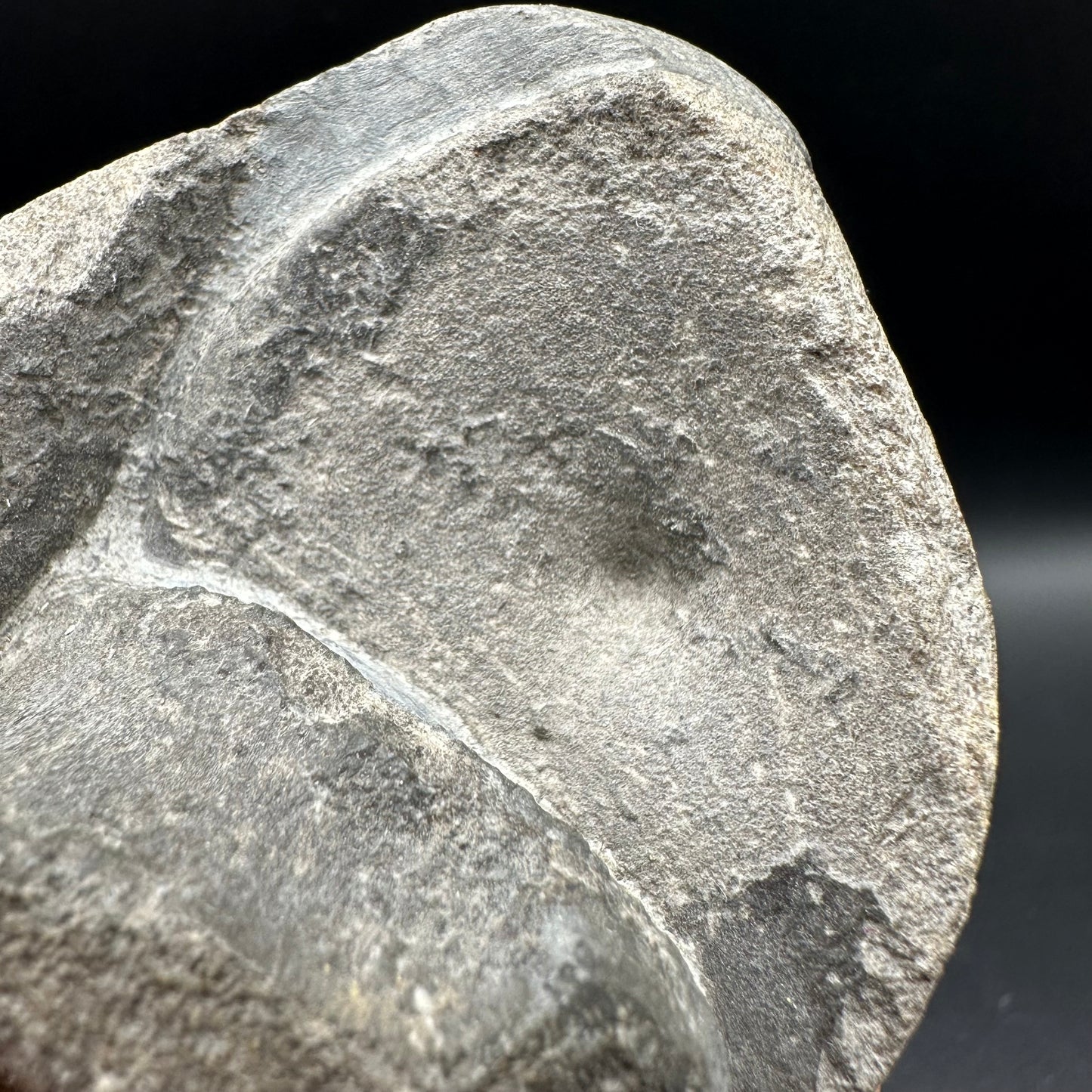 Ichthyosaur Vertebra fossil with box and stand - Whitby, North Yorkshire Jurassic Coast, Yorkshire fossils found on the Jurassic Coast