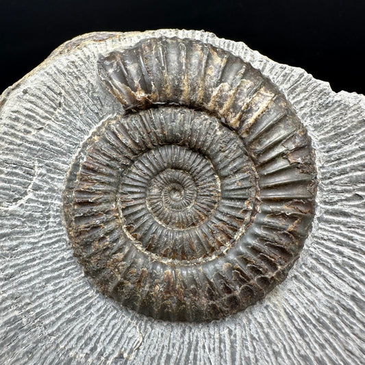 Dactylioceras Ammonite Fossil With box and Stand - Whitby, North Yorkshire Jurassic Coast Yorkshire Fossils