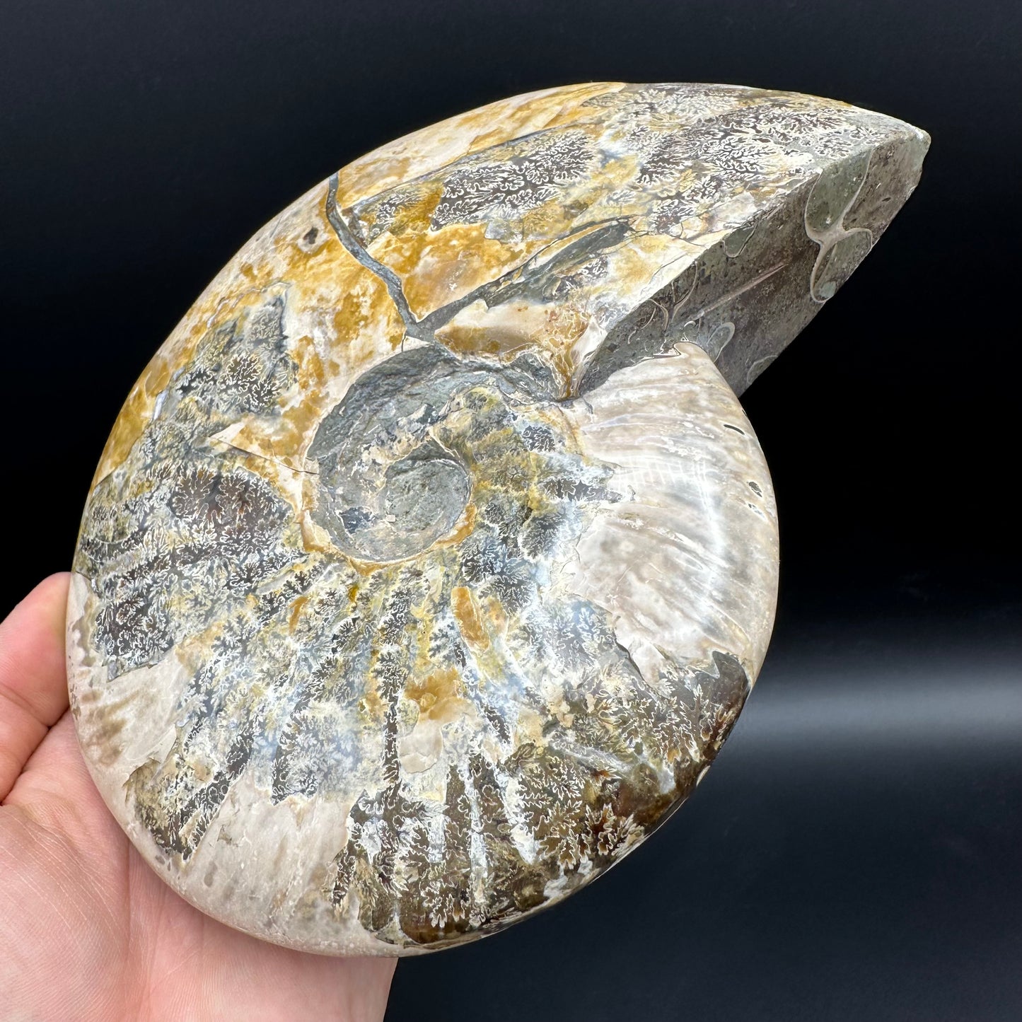 Cleoniceras Ammonite Fossil With Stand - Cretaceous Ammonite Madagascar