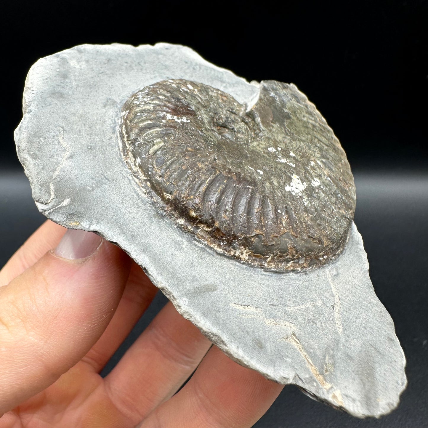 Pseudolioceras lythense Ammonite fossil with box and stand - Whitby, North Yorkshire, Yorkshire Fossils on the Jurassic Coast