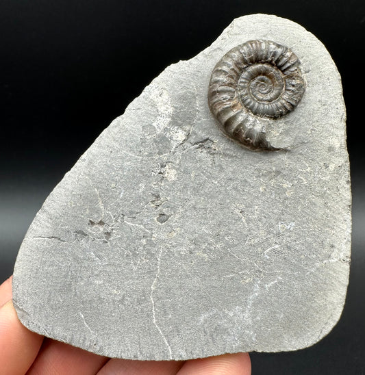 Arnioceras ammonite shell fossil with box and stand - Whitby, North Yorkshire Jurassic Coast Yorkshire Fossils