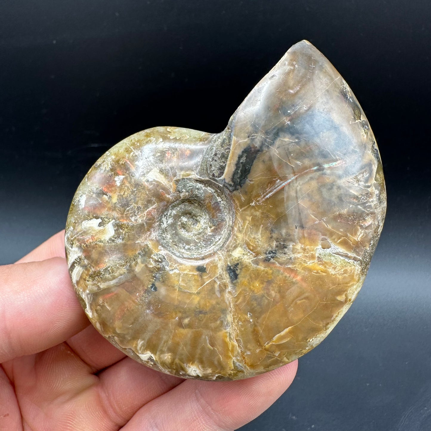 Cleoniceras Ammonite Fossil With Box And Stand - Cretaceous Ammonite Madagascar