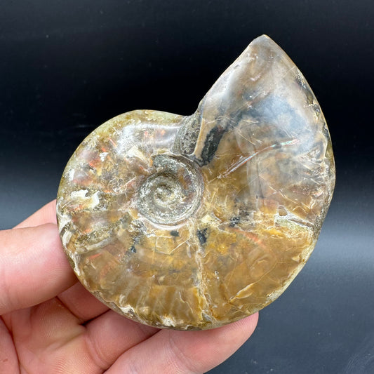 Cleoniceras Ammonite Fossil With Box And Stand - Cretaceous Ammonite Madagascar