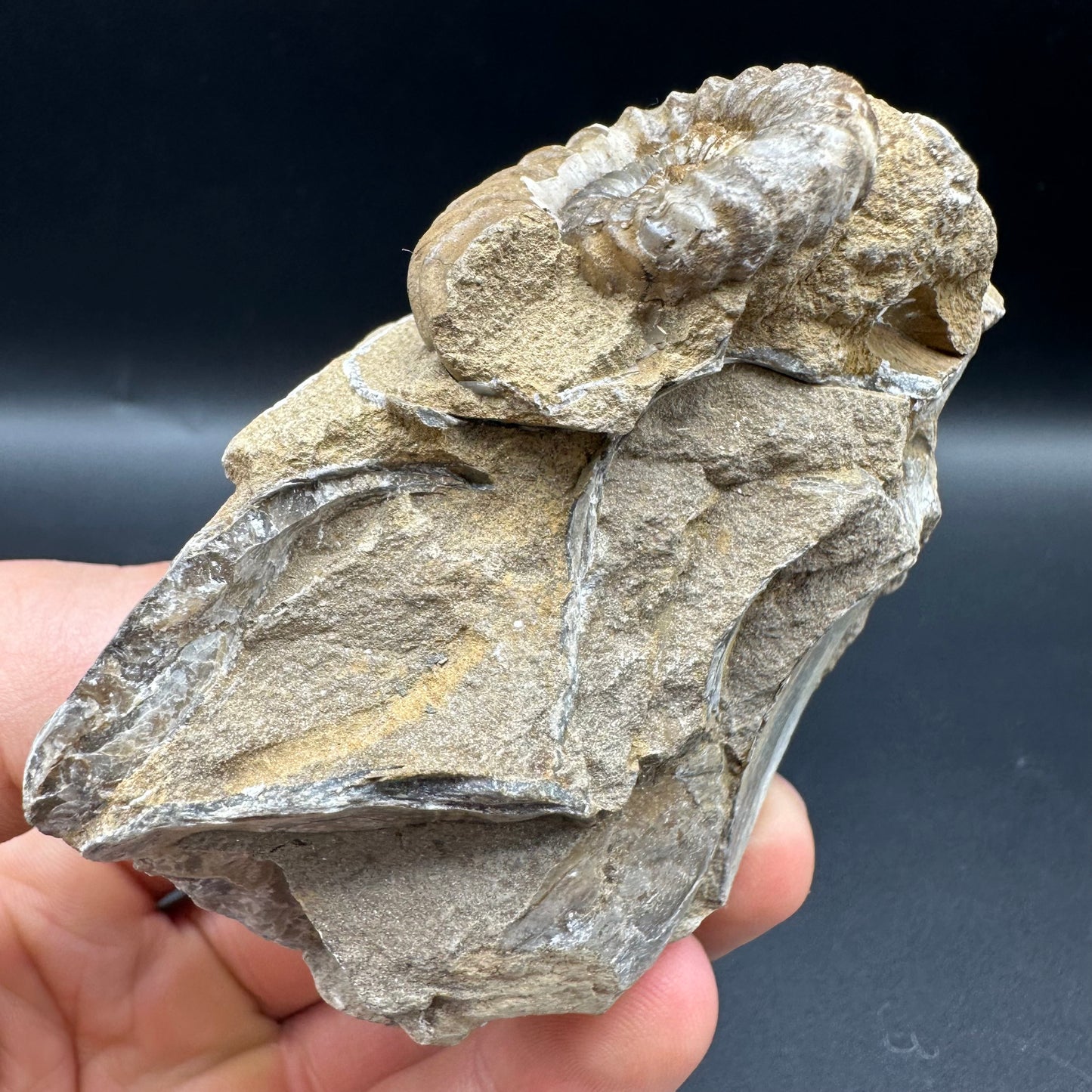 Androgynoceras capricornus Ammonite fossil with box and stand - Whitby, North Yorkshire Jurassic Coast Yorkshire Fossils