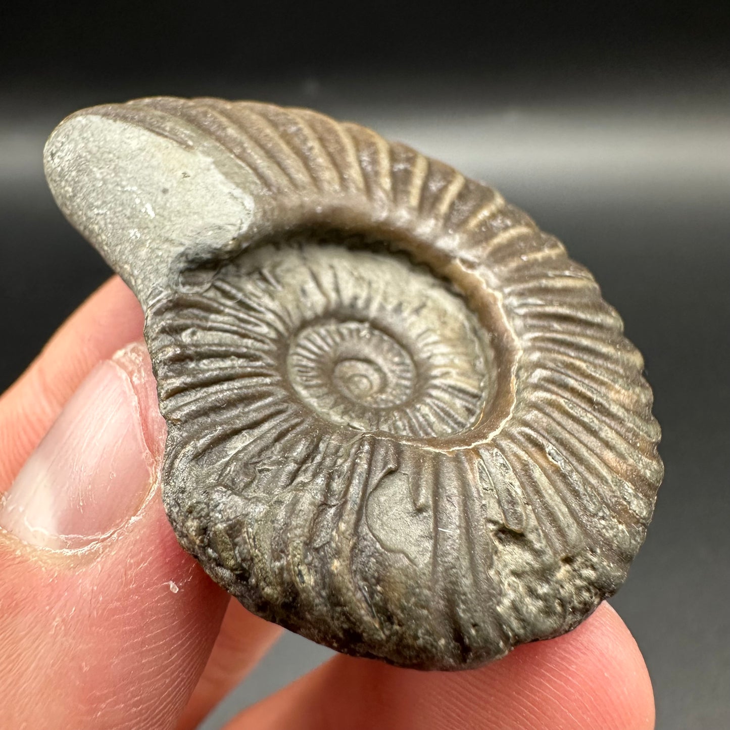 Schlothemia sp. ammonite fossil with box and stand - Whitby, North Yorkshire Jurassic Coast, Yorkshire fossils