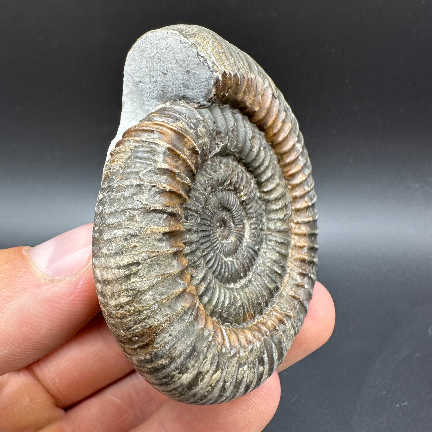 Dactylioceras Ammonite Fossil With Box And Stand - Whitby, North Yorkshire Jurassic Coast Yorkshire Fossils