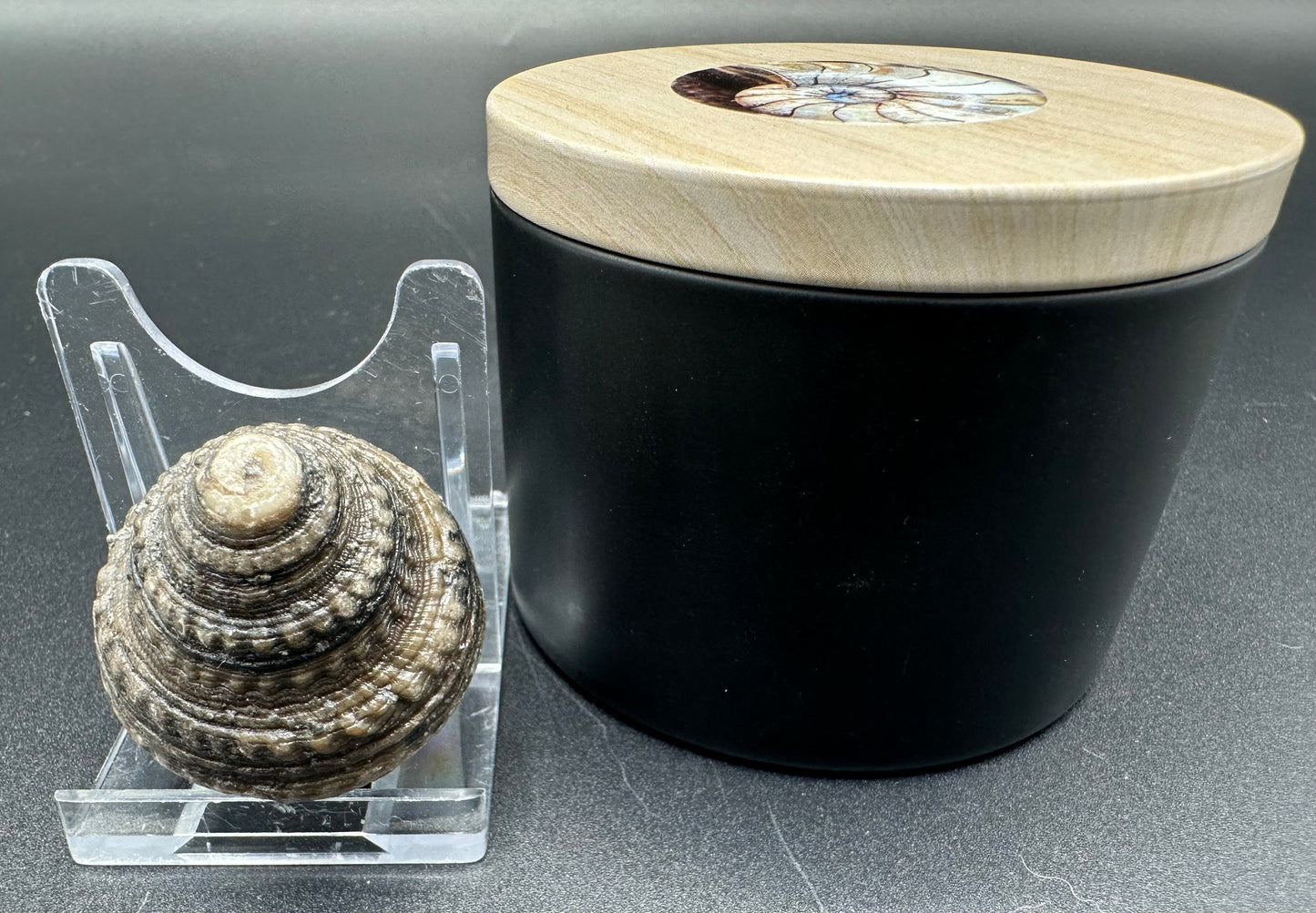 Gastropod Fossil Shell With Tin And Stand - Whitby, North Yorkshire, Jurassic Coast, Yorkshire Fossils