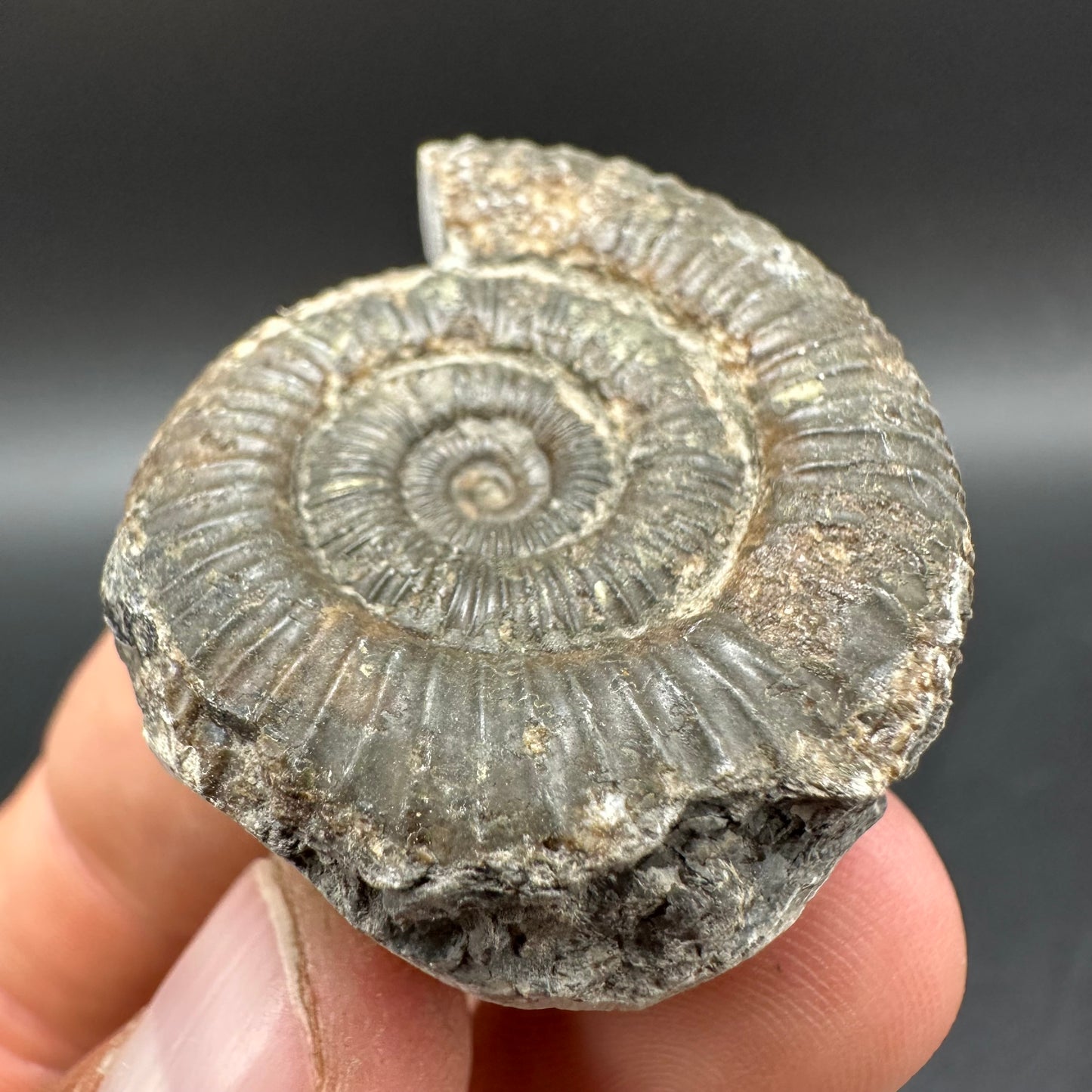 Dactylioceras Ammonite Fossil With Box And Stand - Whitby, North Yorkshire Jurassic Coast Yorkshire Fossils