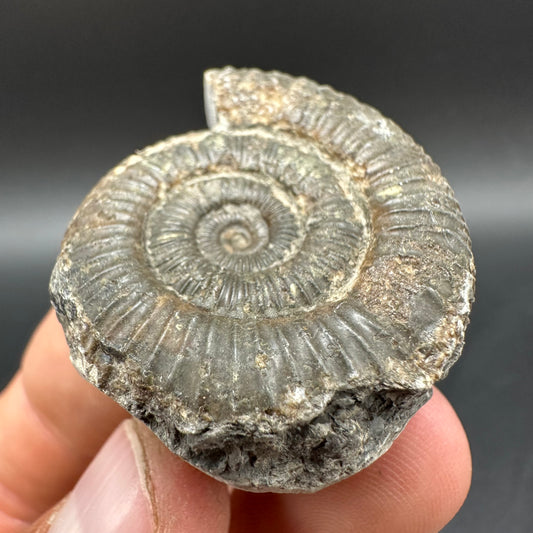 Dactylioceras Ammonite Fossil With Box And Stand - Whitby, North Yorkshire Jurassic Coast Yorkshire Fossils