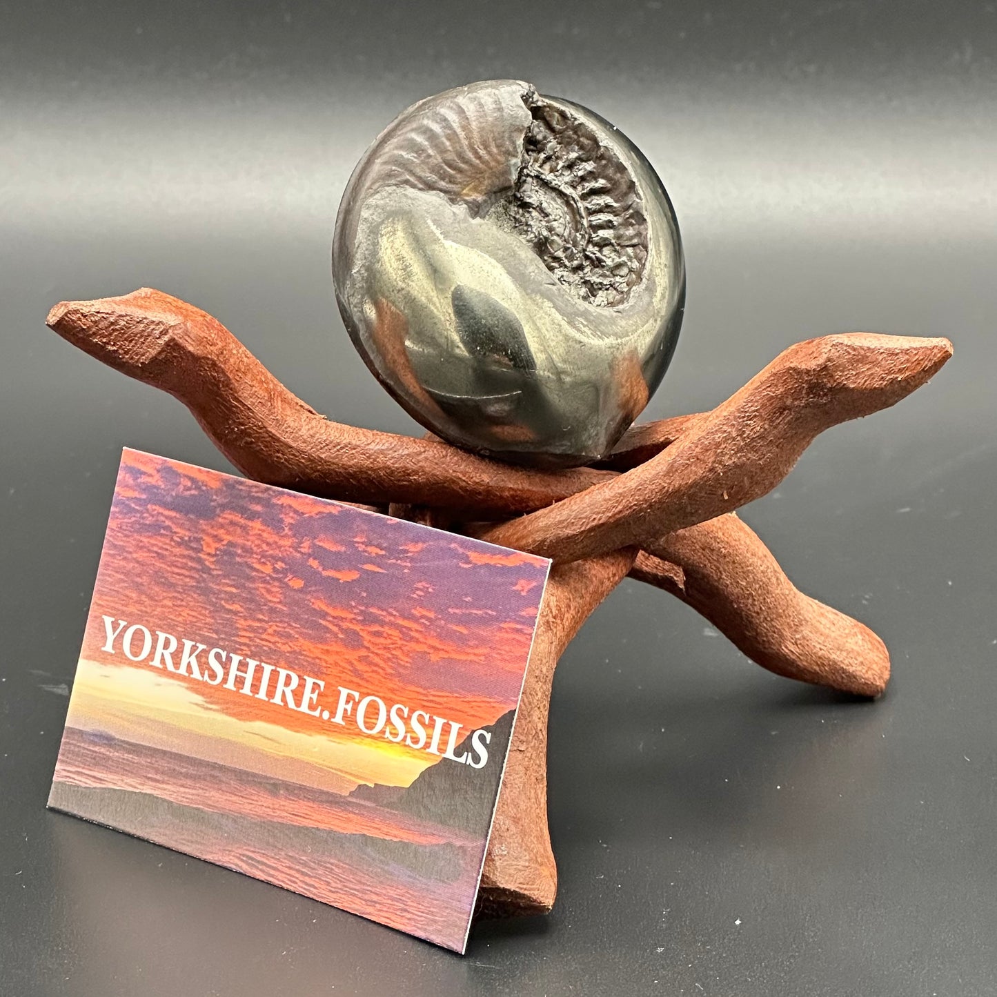 Golden Egg (GENUINE) Ammonite Fossil With Stand - Whitby, North Yorkshire Jurassic Coast Yorkshire Fossils