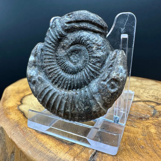 Hydra Snakestone Ammonite Fossil With Bag/Box And Stand - Whitby, North Yorkshire Jurassic Coast Yorkshire Fossils
