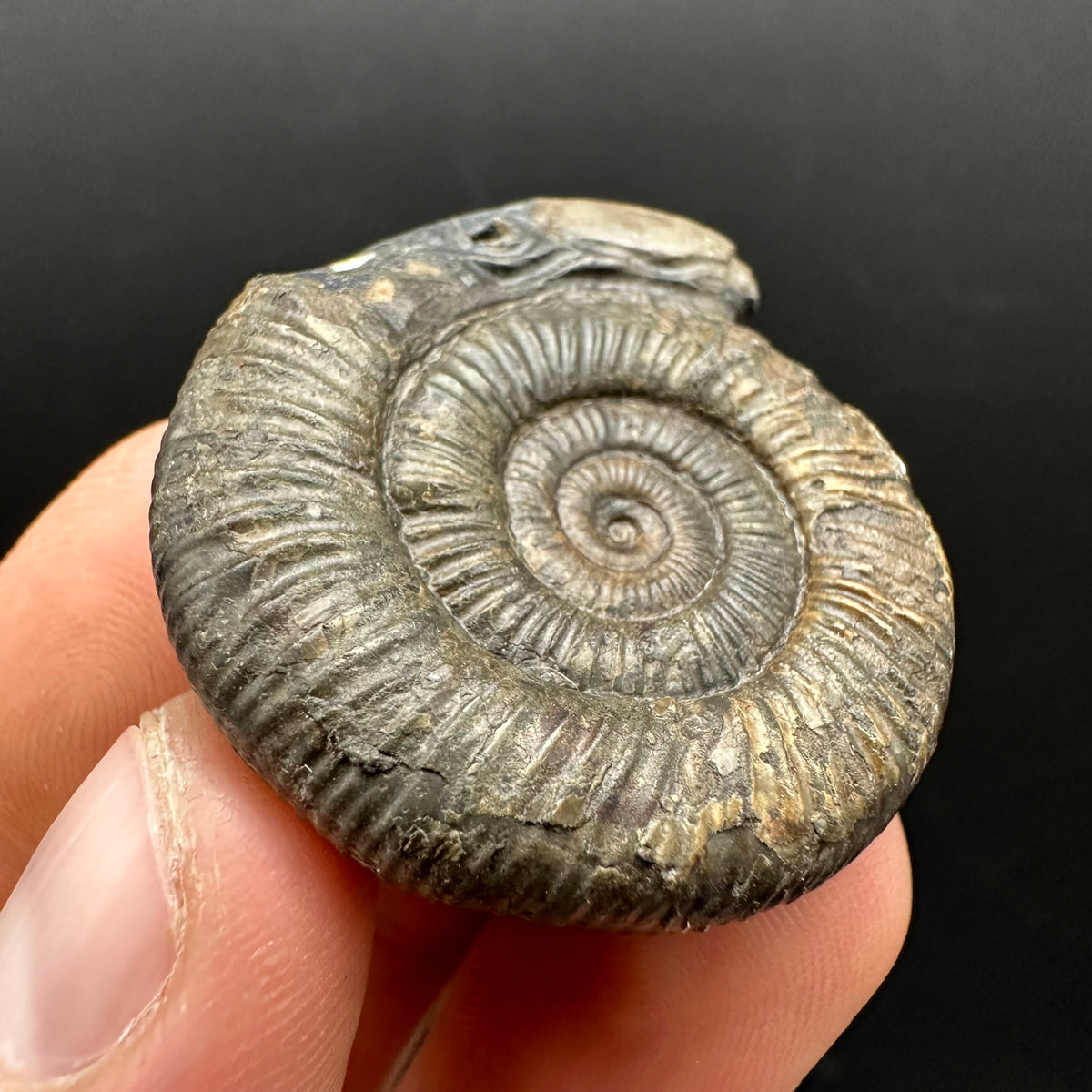Snakestone Ammonite Fossil With Bag/Box And Stand - Whitby, North Yorkshire Jurassic Coast Yorkshire Fossils