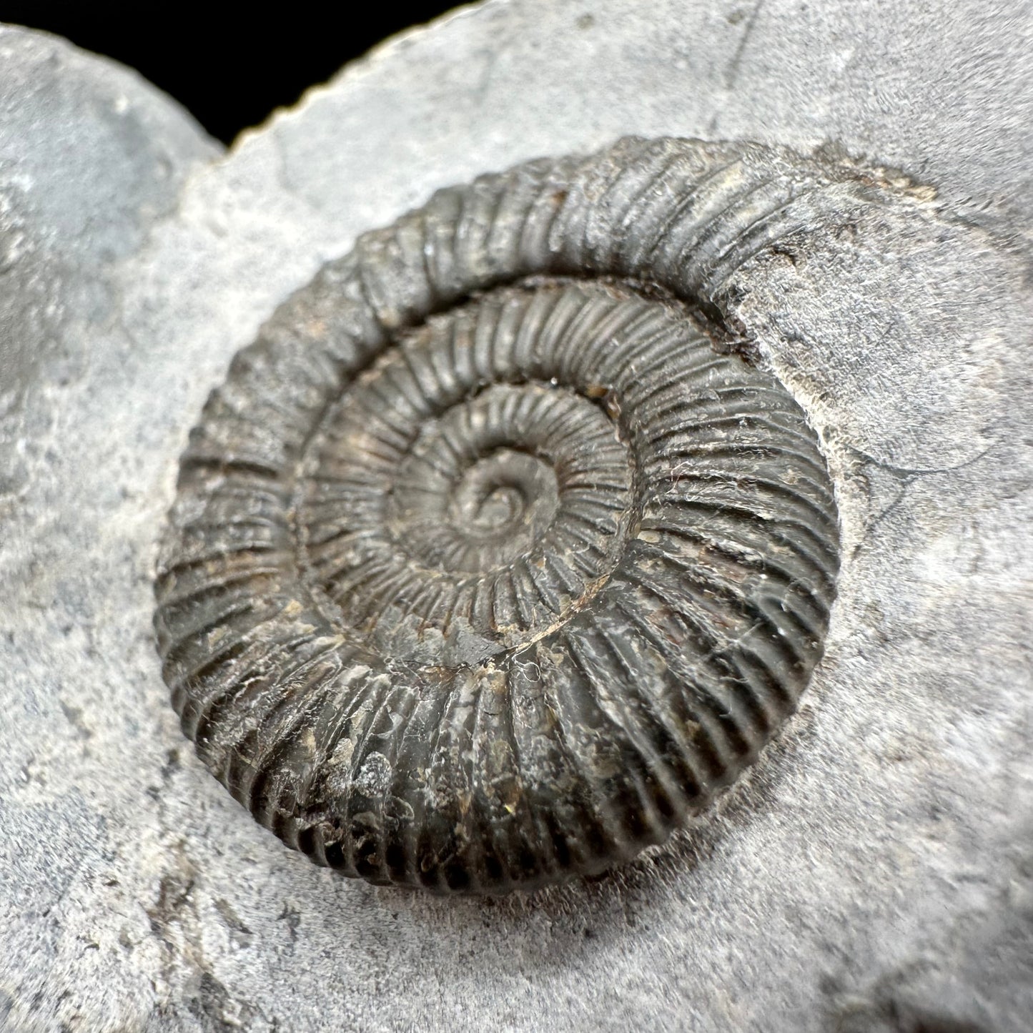 Dactylioceras Ammonite Fossil With Box And Stand - Whitby, North Yorkshire Jurassic Coast Yorkshire Fossils