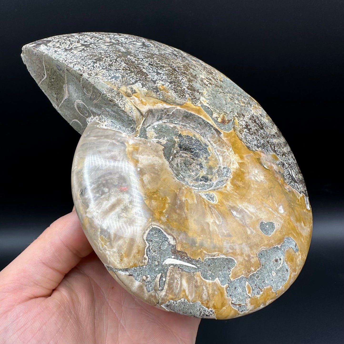 Cleoniceras Ammonite Fossil With Stand - Cretaceous Ammonite Madagascar