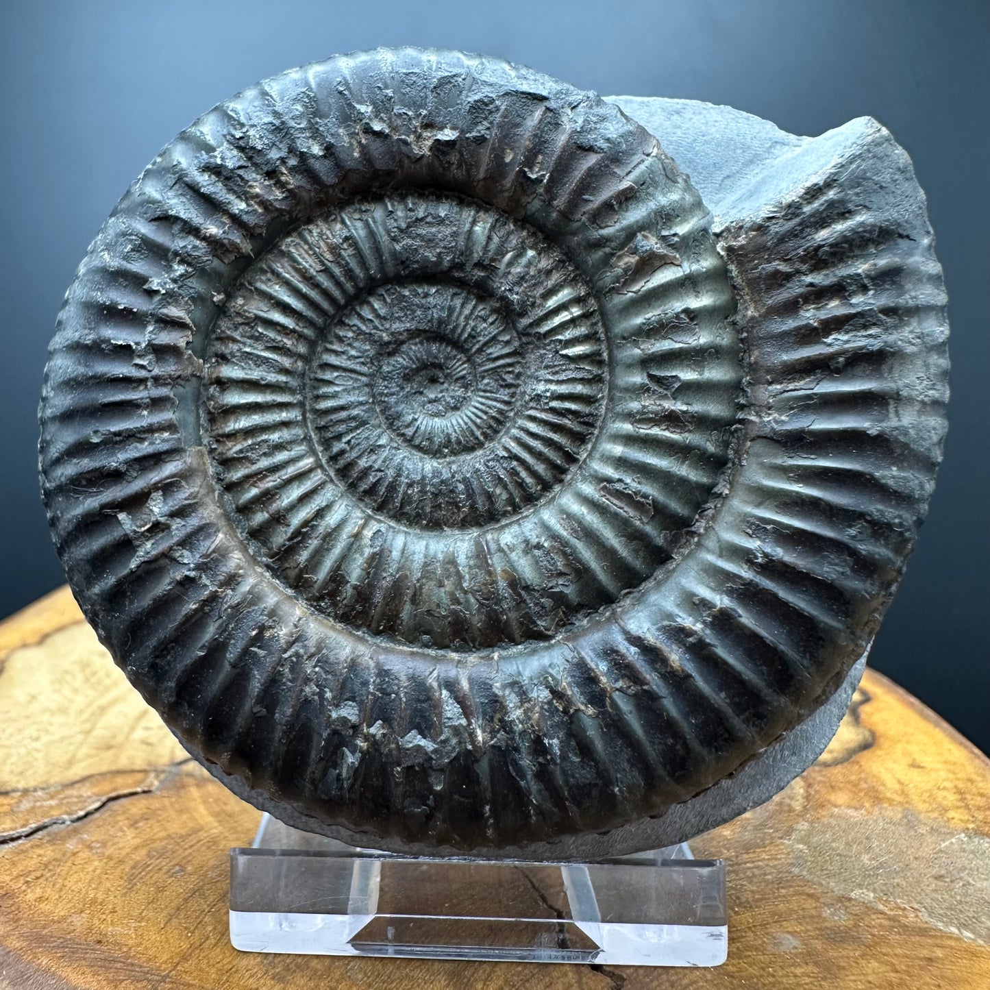 Dactylioceras Ammonite Fossil With box and Stand - Whitby, North Yorkshire Jurassic Coast Yorkshire Fossils