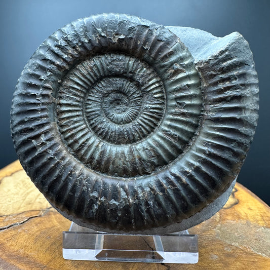 Dactylioceras Ammonite Fossil With box and Stand - Whitby, North Yorkshire Jurassic Coast Yorkshire Fossils