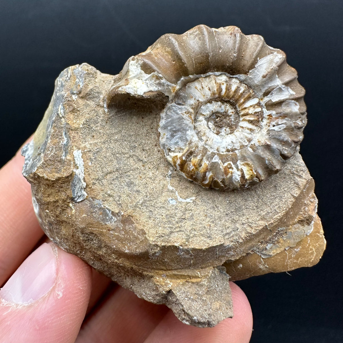Androgynoceras capricornus Ammonite Fossil With Stand - Whitby, North Yorkshire Jurassic Coast Yorkshire Fossils