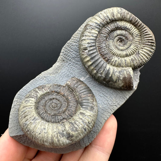 Dactylioceras Ammonite Fossil With Stand - Whitby, North Yorkshire Jurassic Coast Yorkshire Fossils