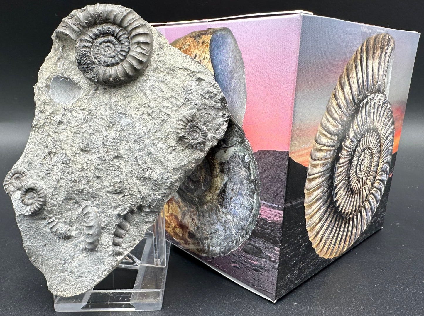 Arnioceras ammonite shell fossil with box and stand - Whitby, North Yorkshire Jurassic Coast Yorkshire Fossils