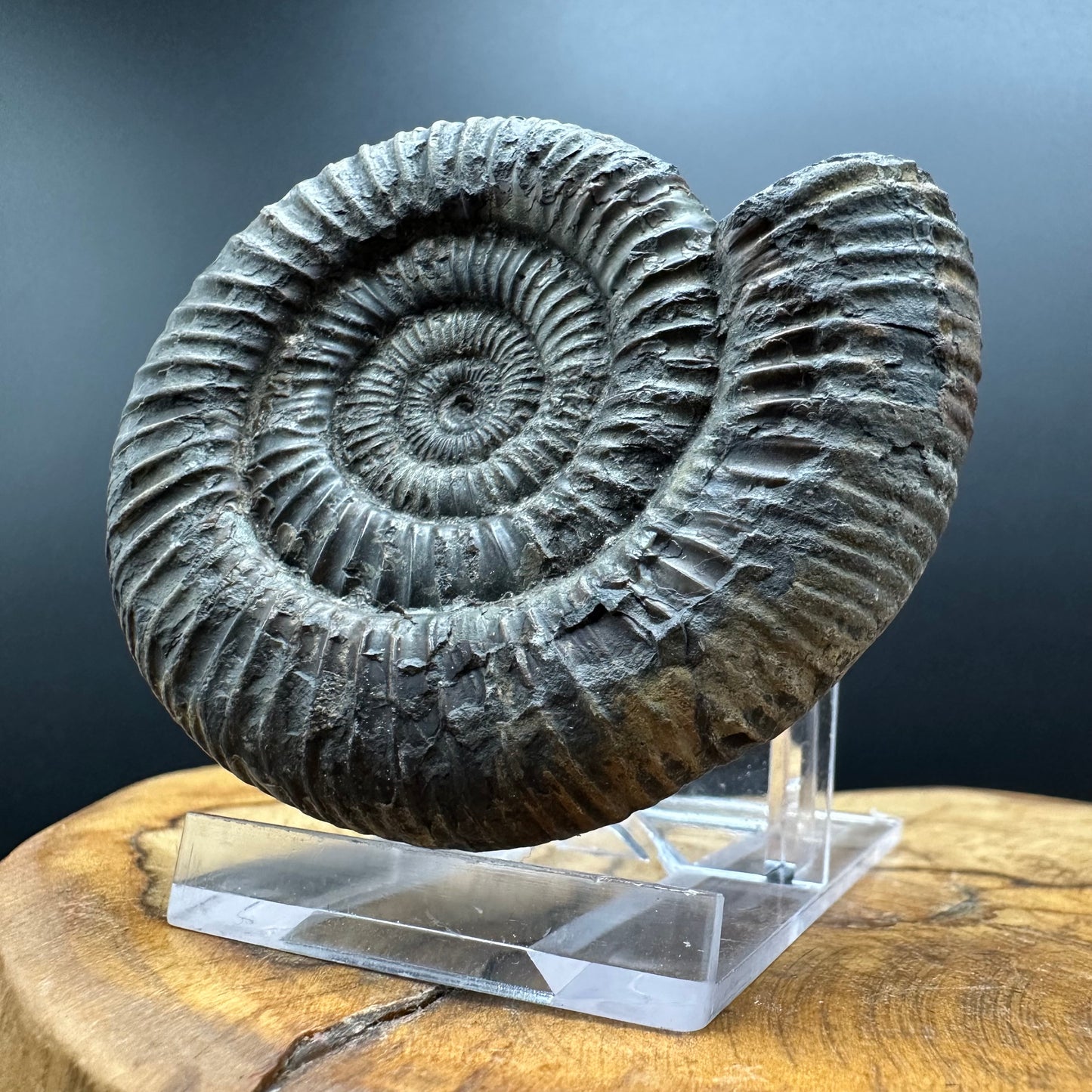 Dactylioceras Ammonite Fossil With box and Stand - Whitby, North Yorkshire Jurassic Coast Yorkshire Fossils