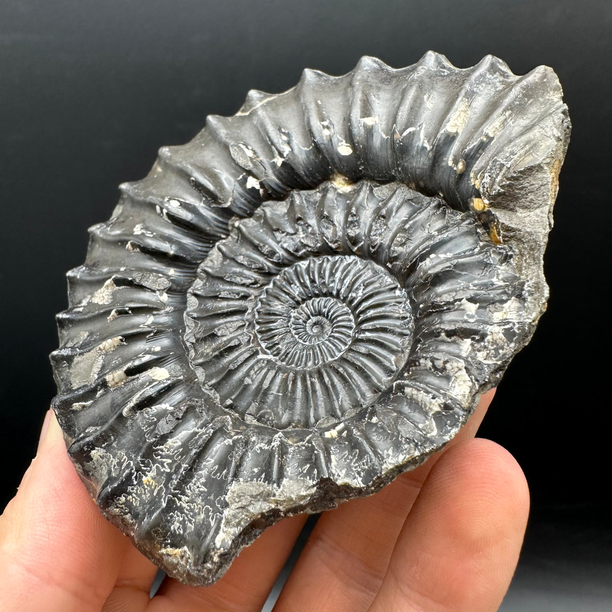 Pleuroceras hawskerense Ammonite fossil with box and stand - Whitby, North Yorkshire Jurassic Coast, Yorkshire fossils