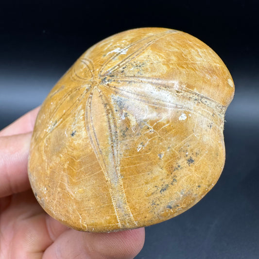 Holectypus Sea Urchin Fossil With Box And Stand - Middle Jurassic Madagascar