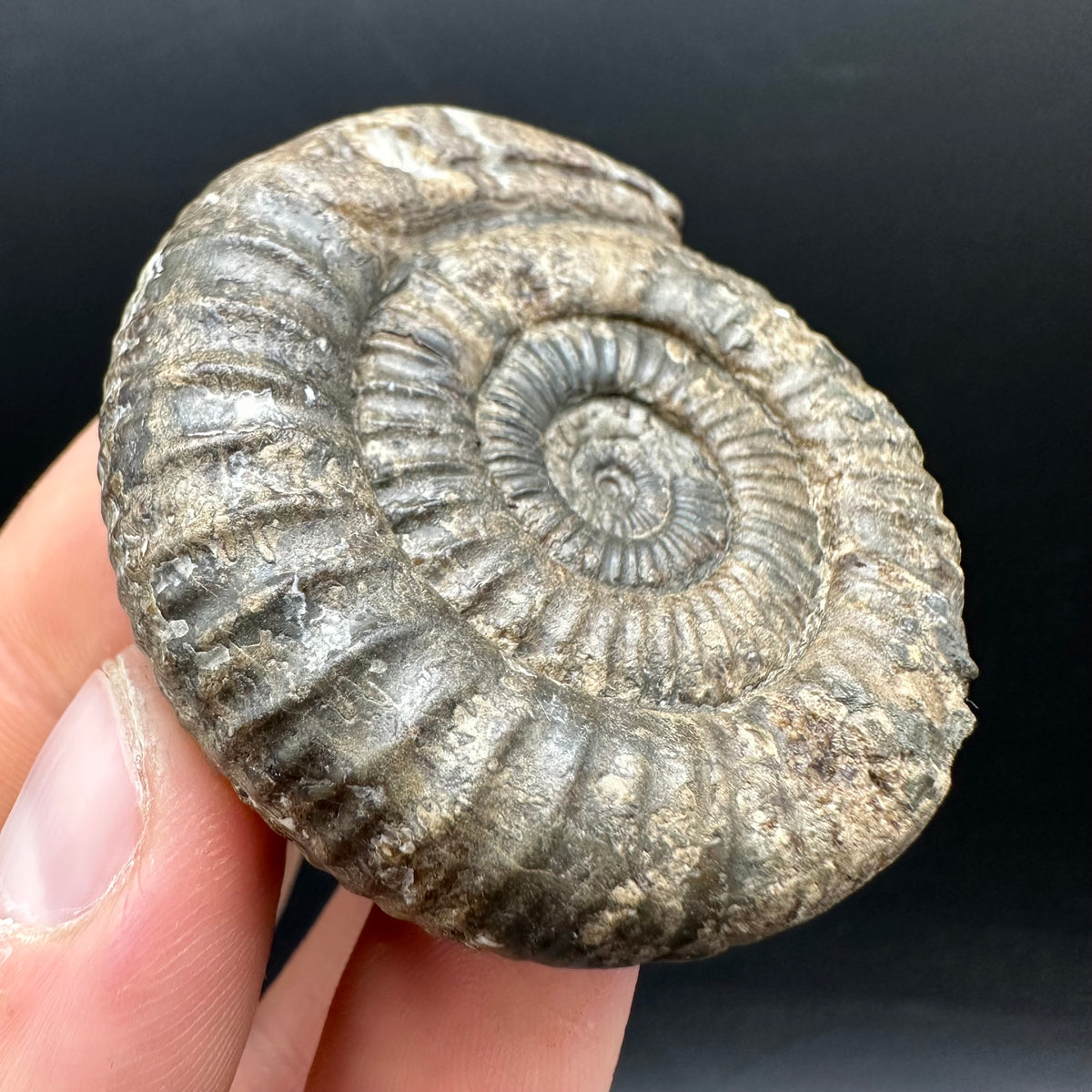 Snakestone Ammonite Fossil With Bag/Box And Stand - Whitby, North Yorkshire Jurassic Coast Yorkshire Fossils