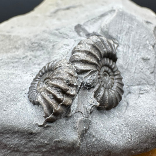 Promicroceras ammonite shell fossil with stand - Whitby, North Yorkshire Jurassic Coast Yorkshire Fossils