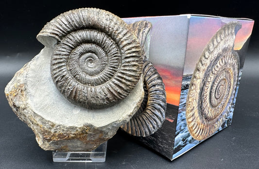 Dactylioceras Ammonite Fossil With Box And Stand - Whitby, North Yorkshire Jurassic Coast Yorkshire Fossils