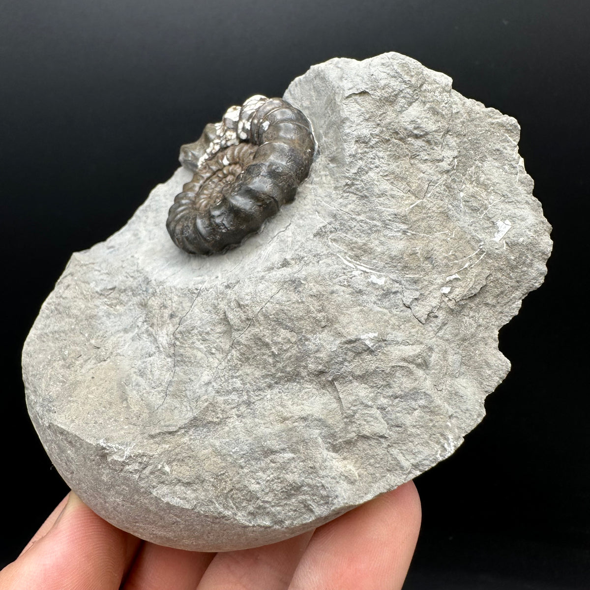 Androgynoceras maculatum ammonite fossil with stand - Whitby, North Yorkshire Jurassic Coast Yorkshire Fossils