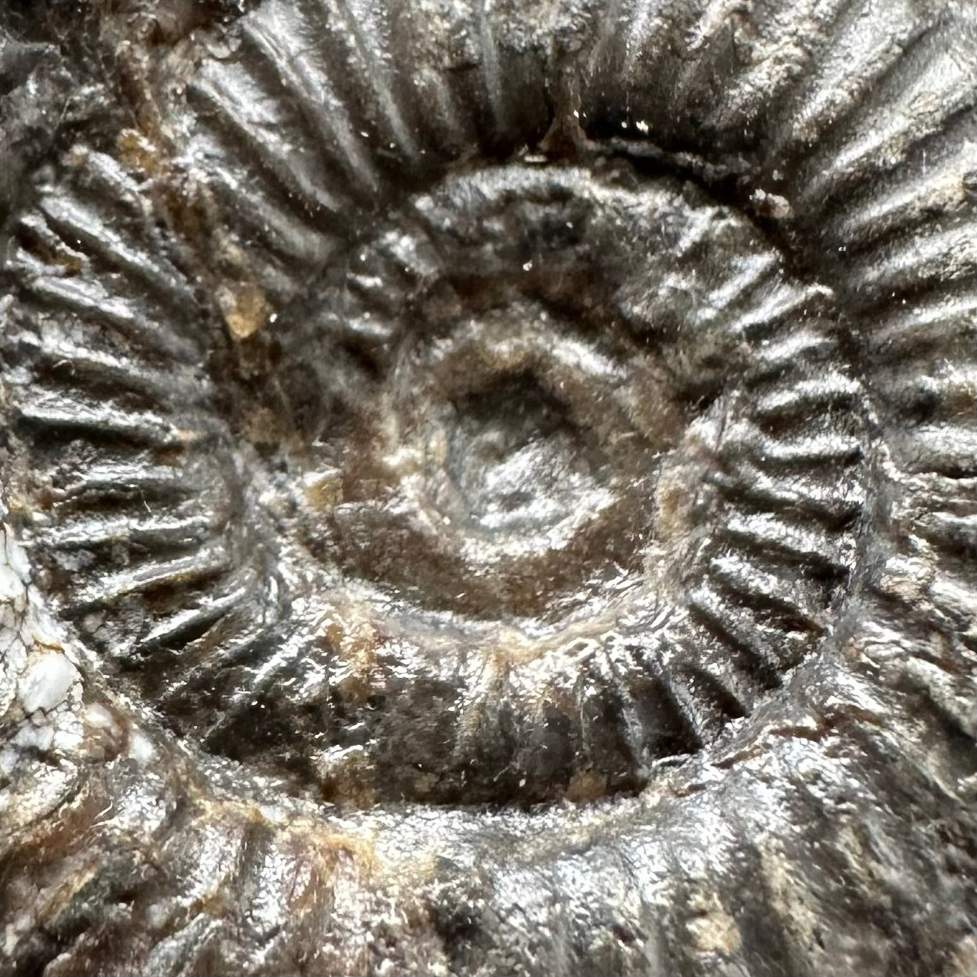 Dactylioceras Ammonite Fossil Gift Set - Whitby, North Yorkshire Jurassic Coast Yorkshire Fossils l