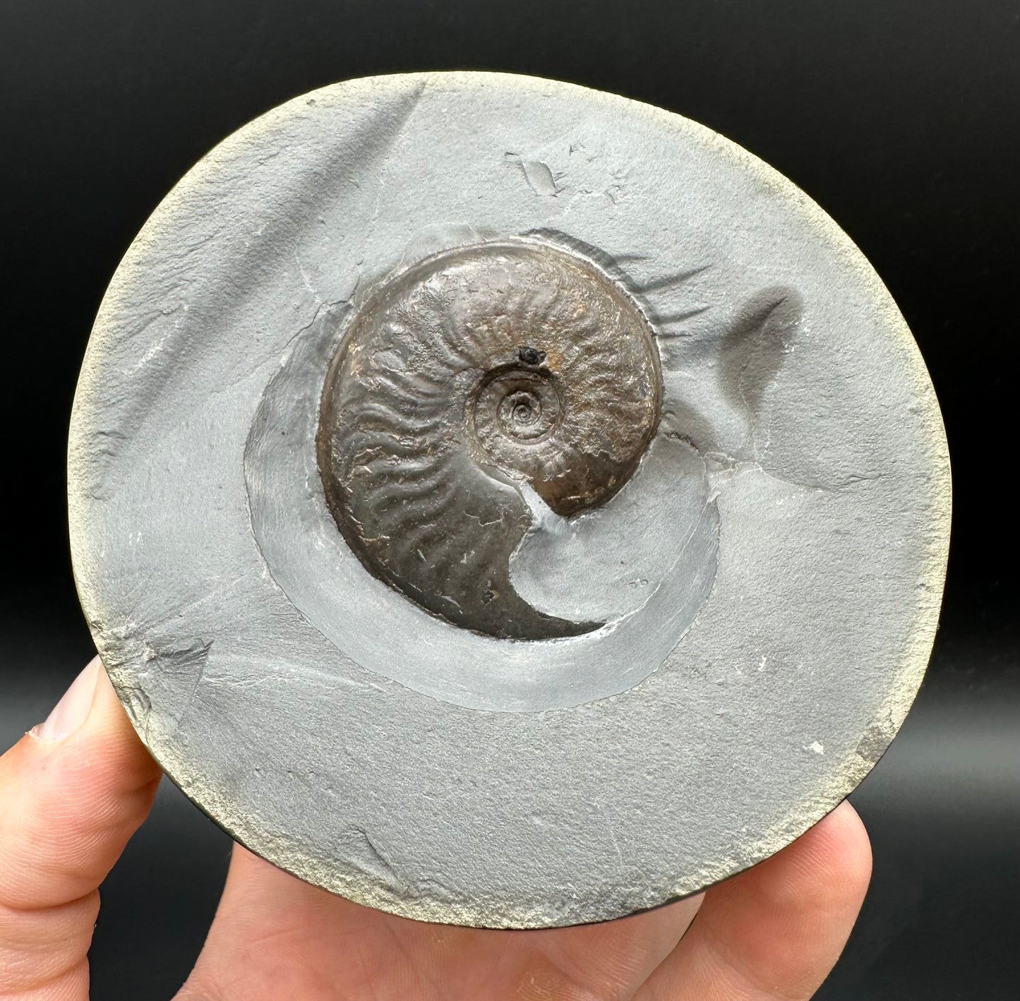 Golden Egg (GENUINE) Ammonite Fossil With Stand - Whitby, North Yorkshire Jurassic Coast Yorkshire Fossils