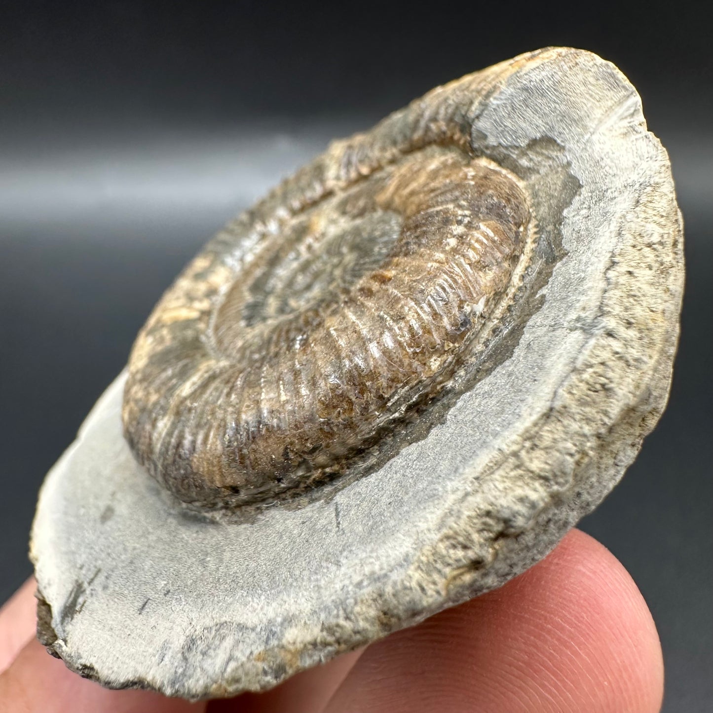 Dactylioceras Ammonite Fossil With Box And Stand - Whitby, North Yorkshire Jurassic Coast Yorkshire Fossils