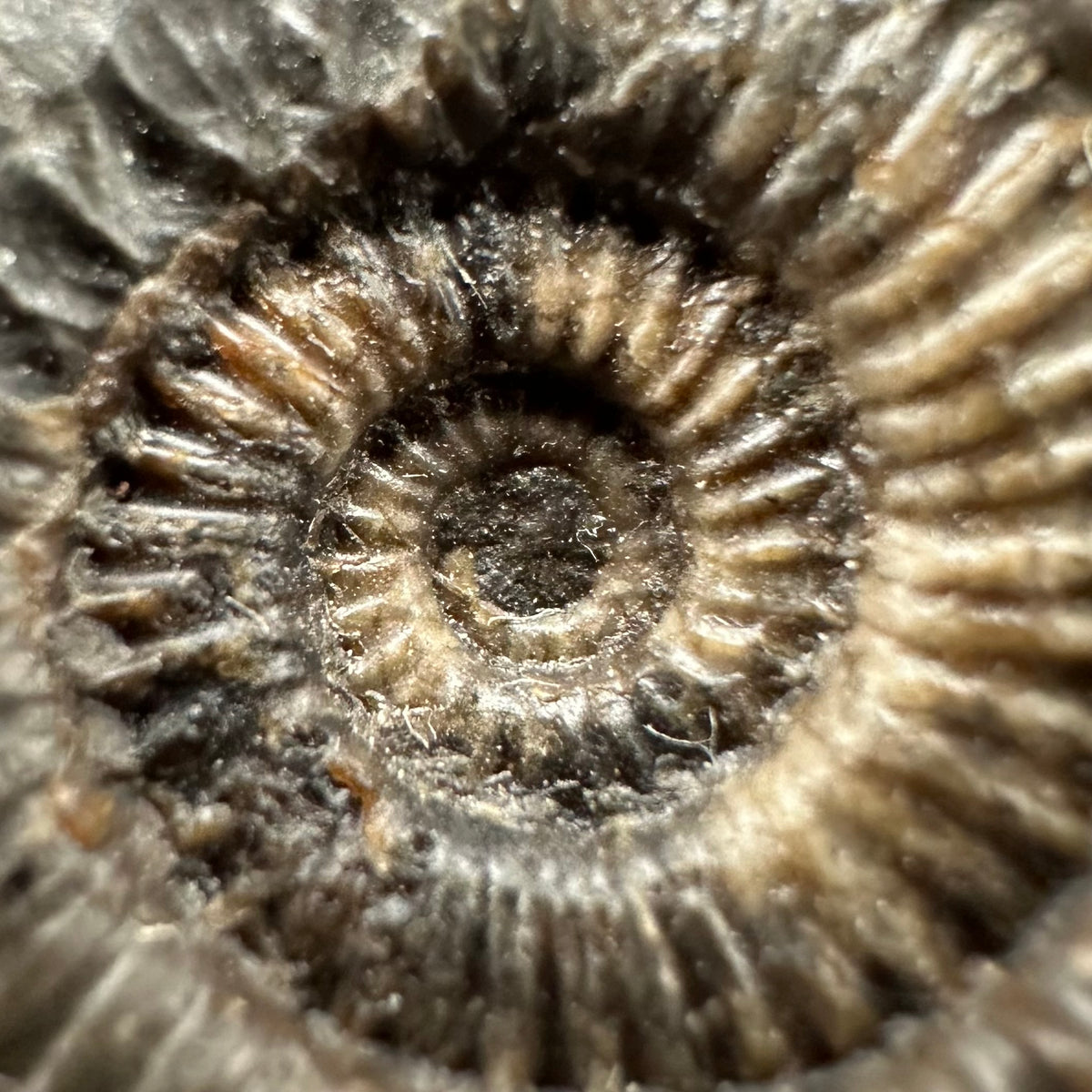 Hydra Snakestone Ammonite Fossil With Bag/Box And Stand - Whitby, North Yorkshire Jurassic Coast Yorkshire Fossils