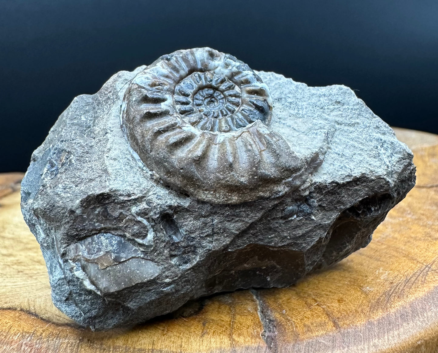 Amaltheus subnodosus Ammonite fossil with stand - Whitby, North Yorkshire Jurassic Coast Yorkshire Fossils