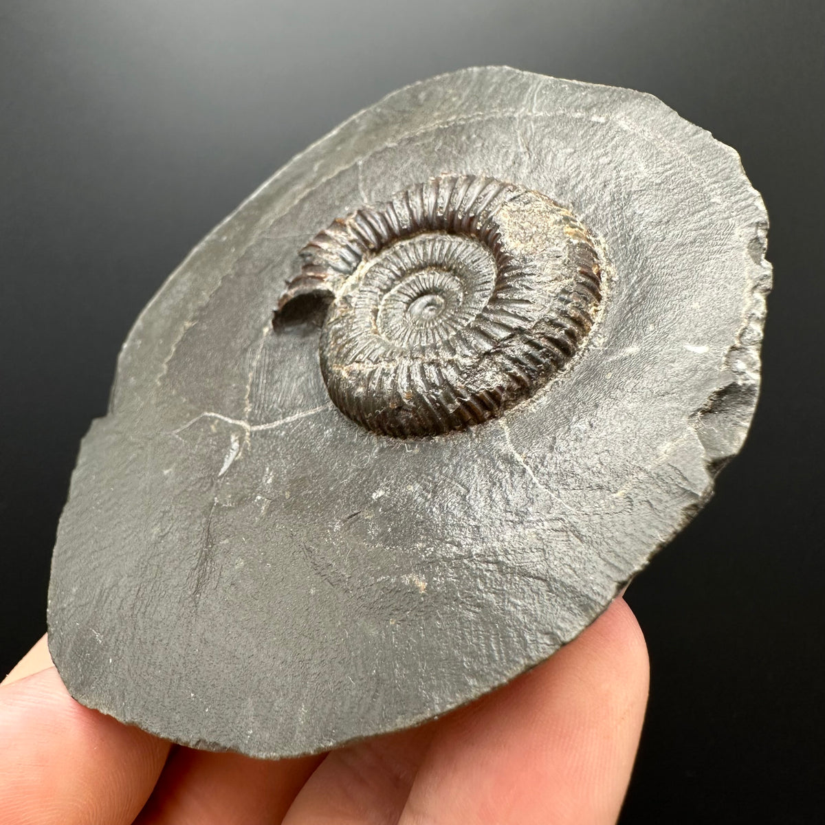 Dactylioceras Ammonite Fossil With box and Stand - Whitby, North Yorkshire Jurassic Coast Yorkshire Fossils