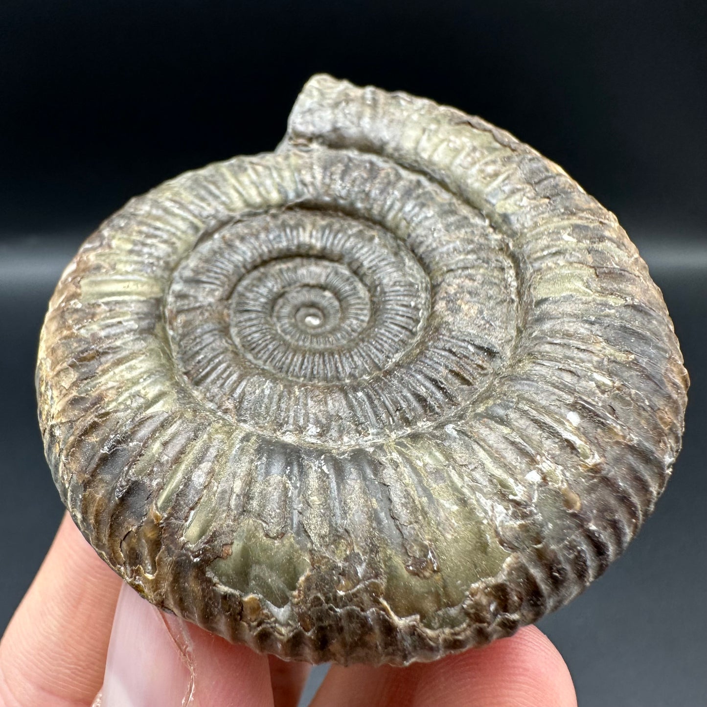 Dactylioceras Ammonite Fossil With Box And Stand - Whitby, North Yorkshire Jurassic Coast Yorkshire Fossils