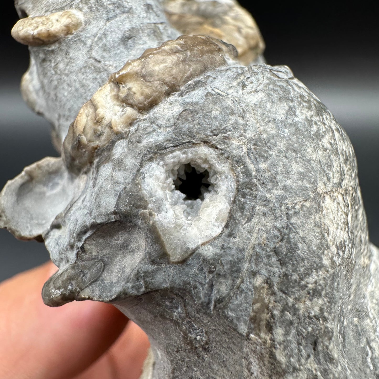 Arnioceras ammonite shell fossil with box and stand - Whitby, North Yorkshire Jurassic Coast Yorkshire Fossils