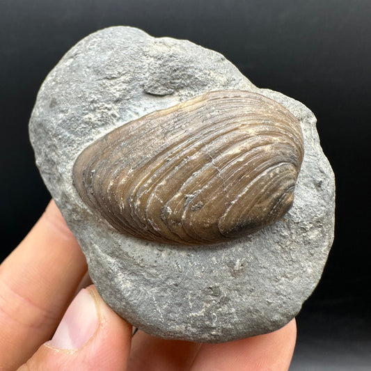 Cardinia Shell fossil - Whitby, North Yorkshire