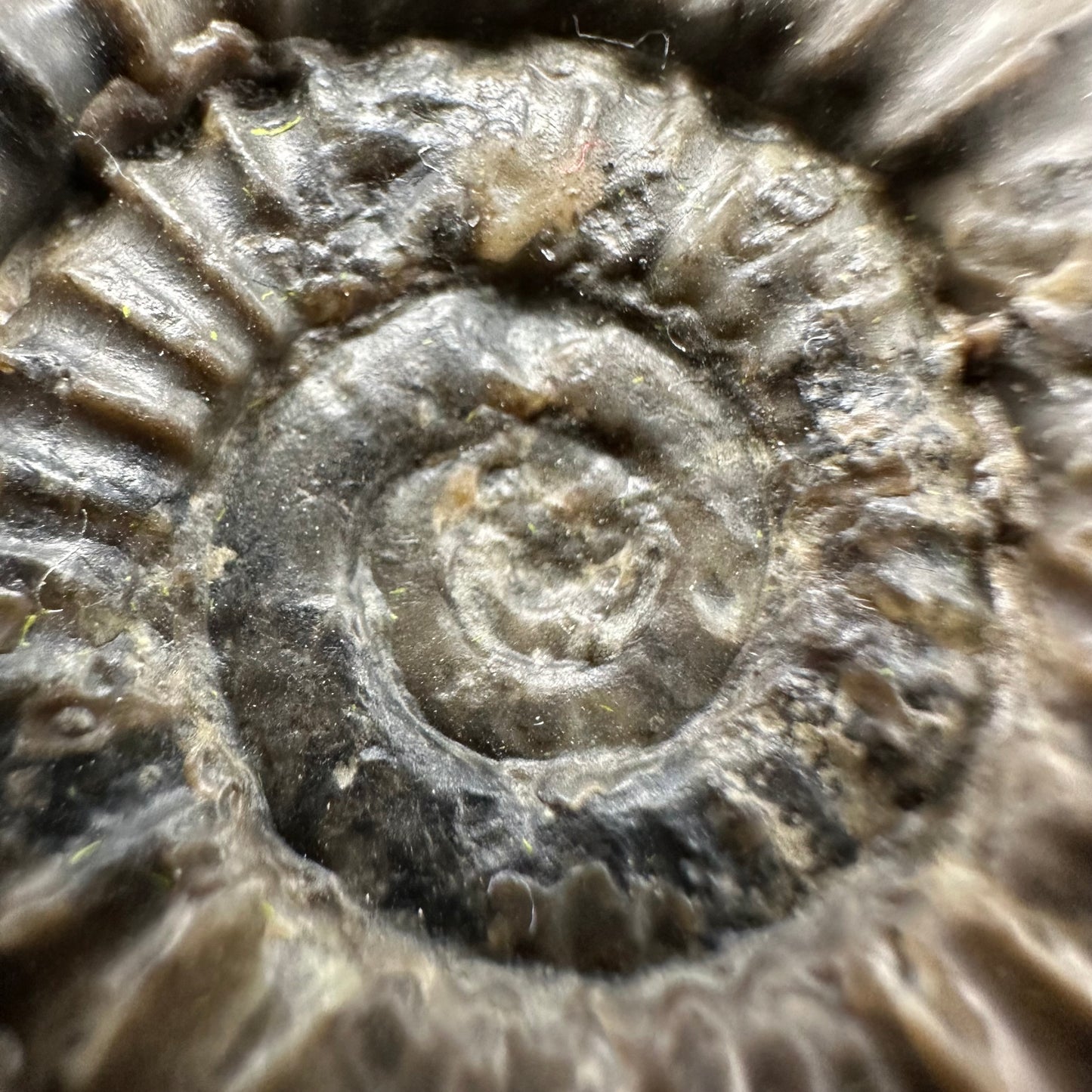 Arnioceras ammonite shell fossil with box and stand - Whitby, North Yorkshire Jurassic Coast Yorkshire Fossils