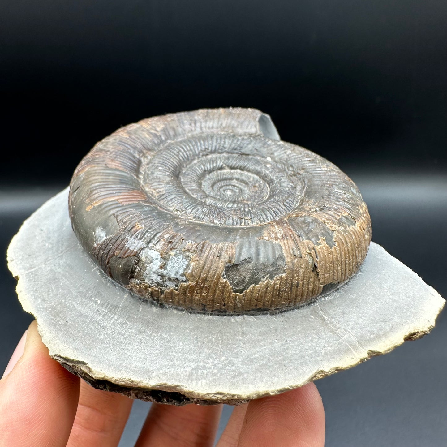 Dactylioceras tenuicostatum ammonite fossil with box and stand - Whitby, North Yorkshire Jurassic Coast