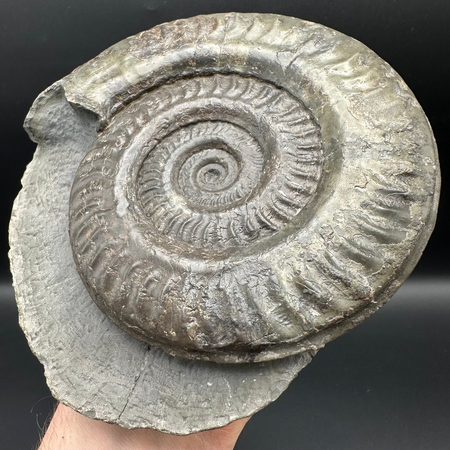 Hildoceras lusitanicum Ammonite fossil - Whitby, North Yorkshire, Jurassic Coast, Yorkshire Fossils from the Jurassic Coast