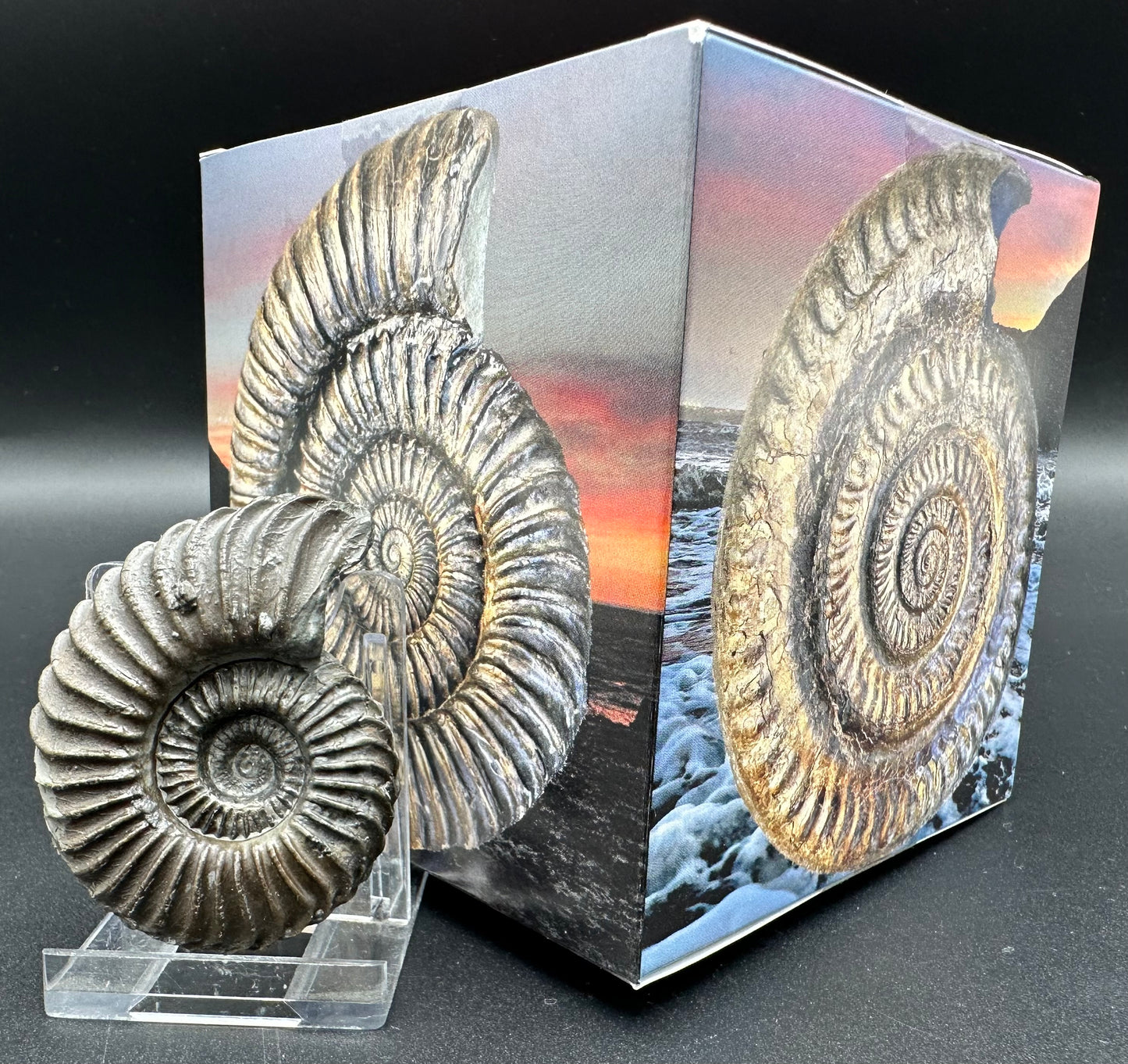 Schlothemia sp. ammonite fossil with box and stand - Whitby, North Yorkshire Jurassic Coast, Yorkshire fossils