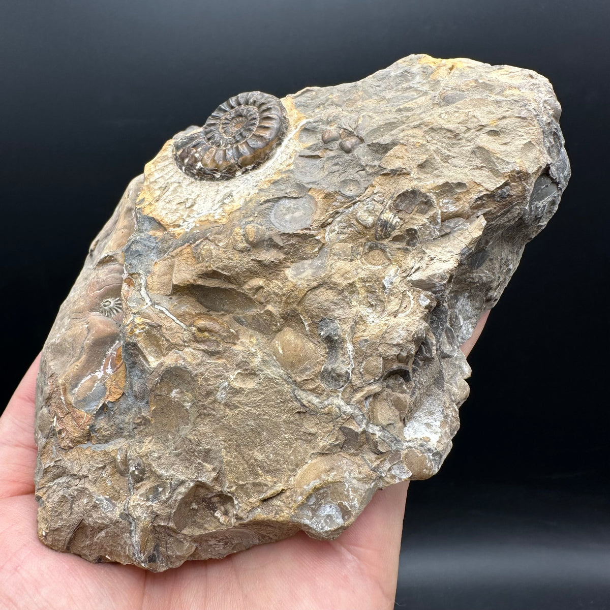 Amaltheus subnodosus Ammonite fossil with stand - Whitby, North Yorkshire Jurassic Coast Yorkshire Fossils