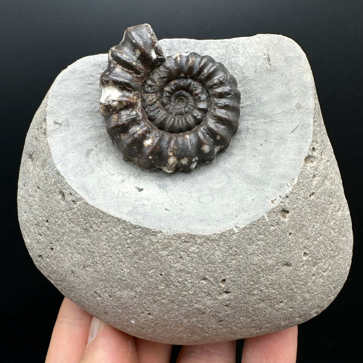 Androgynoceras maculatum ammonite fossil with box and stand - Whitby, North Yorkshire Jurassic Coast Yorkshire Fossils